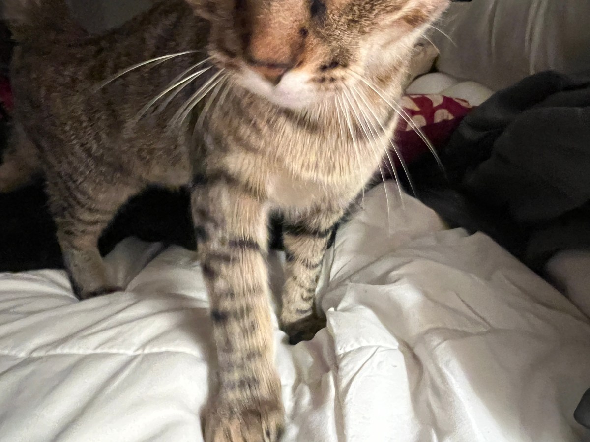 Lessons from Cats: Jasper’s Clever Cleanup Routine